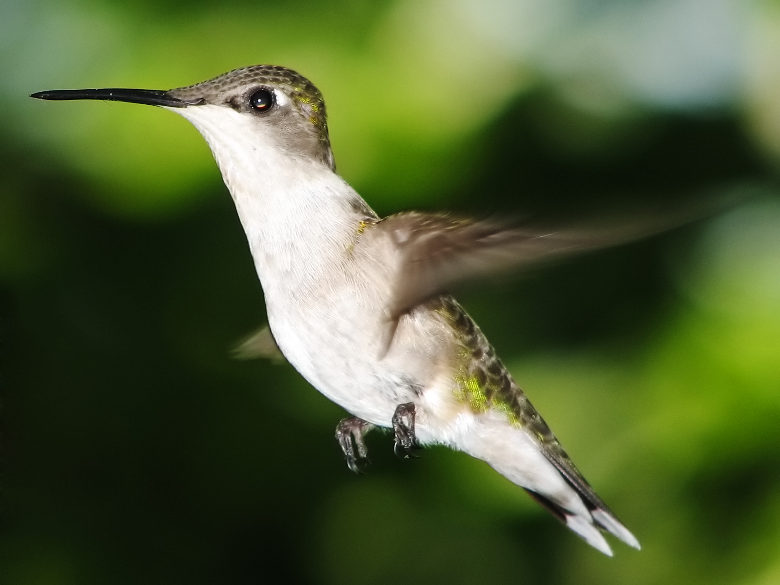 Female hummingbird, photographed by Keith Johnston (Free Images)